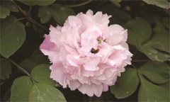1993年，“牡丹小姐”选拔赛为花会添彩（我为牡